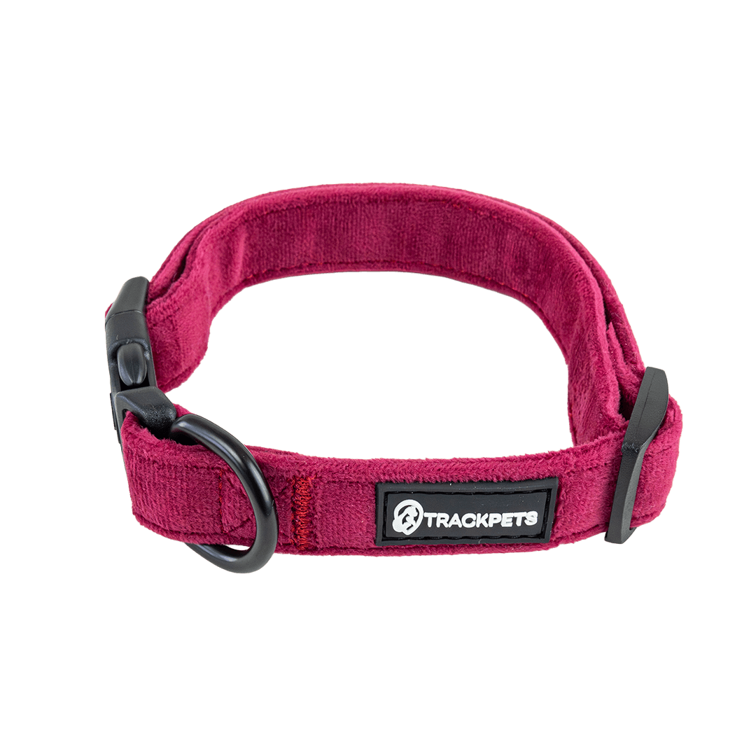 Coleira Velvet
